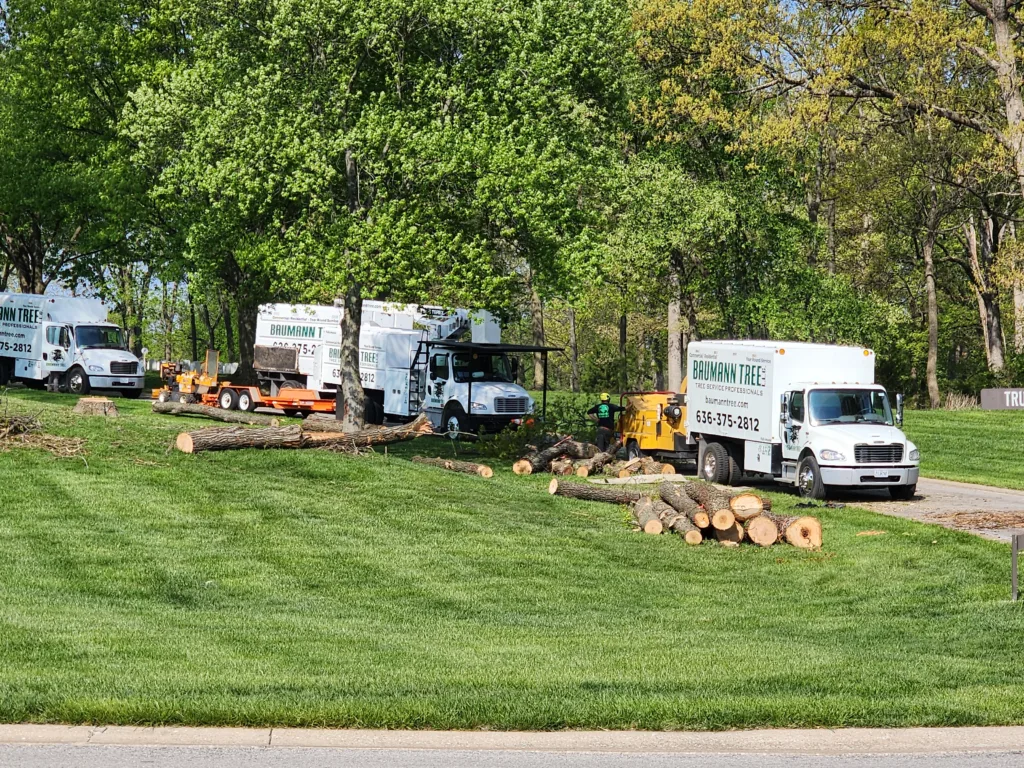 Tree Removal at Jefferson Barracks National Cemetery