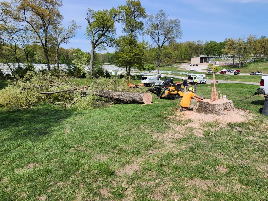 Tree removal at Jefferson Barracks National Cemetery