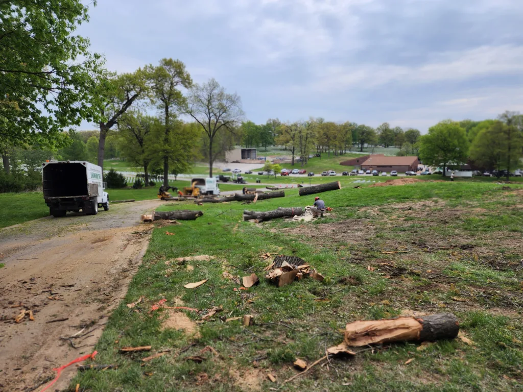 tree removal at Jefferson Barracks National Cemetery