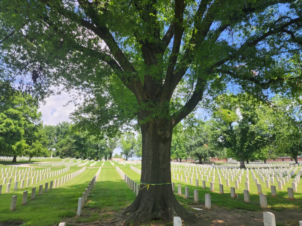 Tree removal at Jefferson Barracks National Cemetery Sec 1KK.