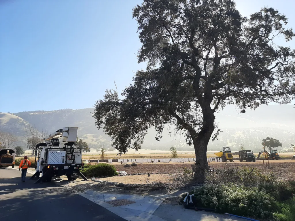 Tree trimming at Bakersfield National Cemetery