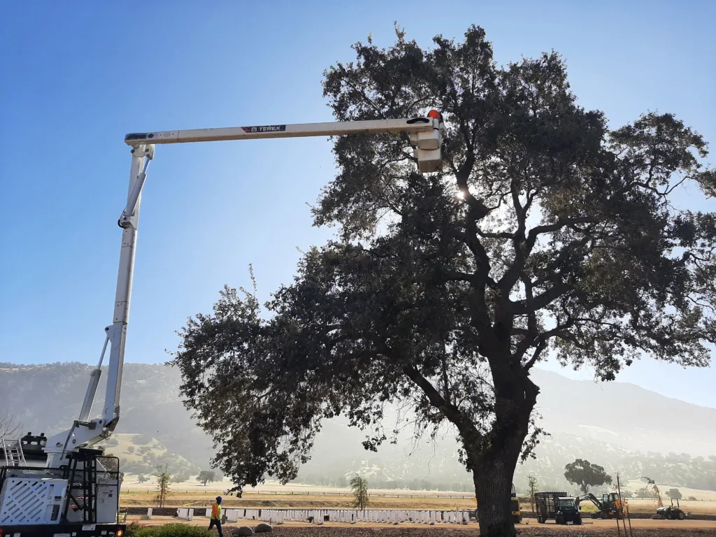 Tree trimming at Bakersfield National Cemetery