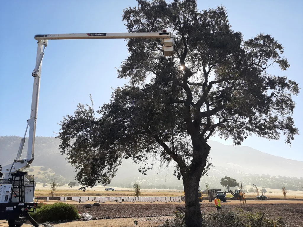 Tree trimming at Bakersfield National Cemetery
