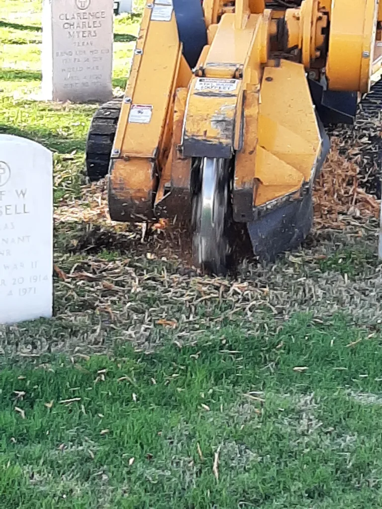 Tree removal at Fort Sam Houston