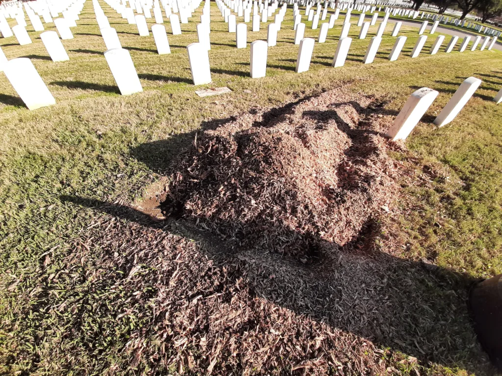 Tree removal at Fort Sam Houston